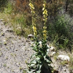 Verbascum virgatum at Chisholm, ACT - 30 Nov 2021 10:00 AM