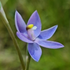 Thelymitra alpina (Mountain sun orchid) at Cotter River, ACT - 30 Nov 2021 by RobG1