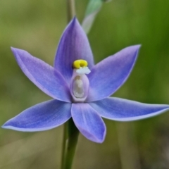 Thelymitra alpina at Cotter River, ACT - suppressed