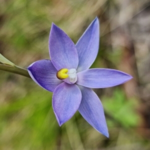 Thelymitra alpina at Cotter River, ACT - suppressed