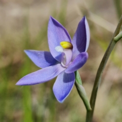 Thelymitra alpina at Cotter River, ACT - suppressed