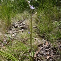 Thelymitra alpina at Cotter River, ACT - suppressed