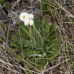Pappochroma nitidum at Cotter River, ACT - 29 Nov 2021