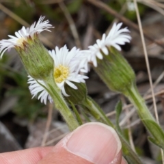 Pappochroma nitidum at Cotter River, ACT - 29 Nov 2021