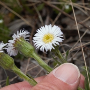 Pappochroma nitidum at Cotter River, ACT - 29 Nov 2021 01:04 PM