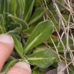 Pappochroma nitidum at Cotter River, ACT - 29 Nov 2021 01:04 PM