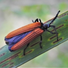 Porrostoma rhipidium (Long-nosed Lycid (Net-winged) beetle) at Chisholm, ACT - 30 Nov 2021 by JohnBundock