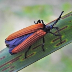 Porrostoma rhipidium (Long-nosed Lycid (Net-winged) beetle) at Chisholm, ACT - 29 Nov 2021 by JohnBundock