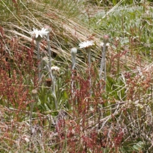 Celmisia tomentella at Cotter River, ACT - 29 Nov 2021