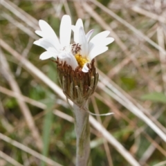 Celmisia tomentella at Cotter River, ACT - 29 Nov 2021