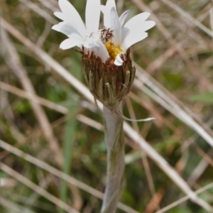 Celmisia tomentella at Cotter River, ACT - 29 Nov 2021