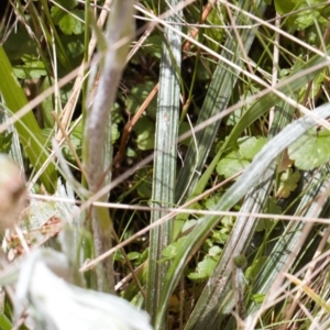 Celmisia tomentella at Cotter River, ACT - 29 Nov 2021