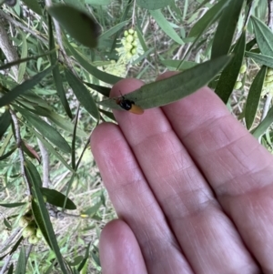 Lauxaniidae (family) at Murrumbateman, NSW - 30 Nov 2021 06:20 PM