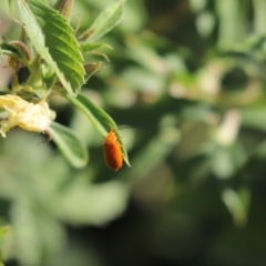 Unidentified Beetle (Coleoptera) at Chillagoe, QLD - 20 Jun 2021 by Tammy