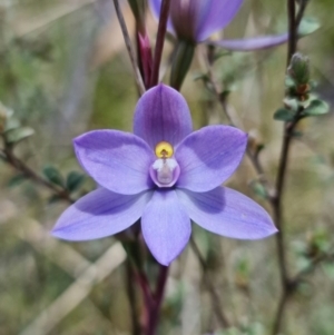 Thelymitra alpina at Paddys River, ACT - 30 Nov 2021