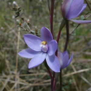 Thelymitra alpina at Paddys River, ACT - 30 Nov 2021