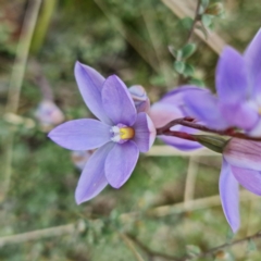 Thelymitra alpina at Paddys River, ACT - suppressed