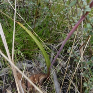 Thelymitra alpina at Paddys River, ACT - 30 Nov 2021