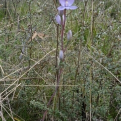 Thelymitra alpina at Paddys River, ACT - 30 Nov 2021