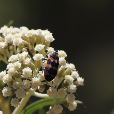 Castiarina sexplagiata (Jewel beetle) at Cook, ACT - 17 Nov 2019 by Tammy