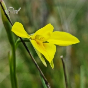 Diuris monticola at Paddys River, ACT - suppressed