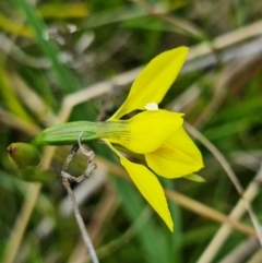 Diuris monticola at Paddys River, ACT - suppressed