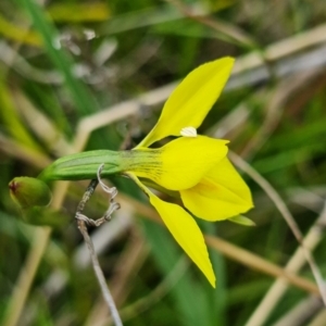 Diuris monticola at Paddys River, ACT - suppressed