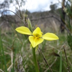 Diuris monticola at Paddys River, ACT - suppressed