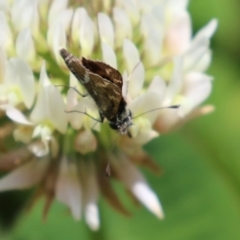 Taractrocera papyria at Greenway, ACT - 30 Nov 2021