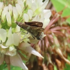 Taractrocera papyria at Greenway, ACT - 30 Nov 2021