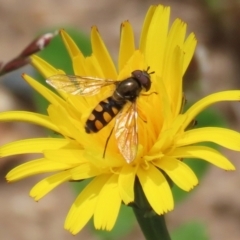 Melangyna viridiceps (Hover fly) at Greenway, ACT - 30 Nov 2021 by RodDeb