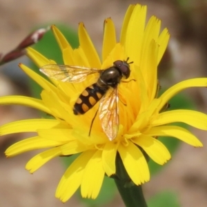 Melangyna viridiceps at Greenway, ACT - 30 Nov 2021 12:40 PM