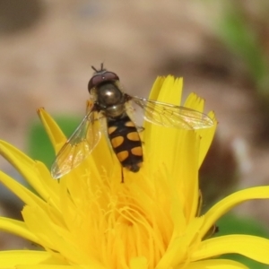 Melangyna viridiceps at Greenway, ACT - 30 Nov 2021 12:40 PM