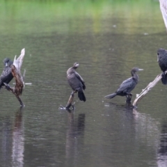 Phalacrocorax sulcirostris (Little Black Cormorant) at Greenway, ACT - 30 Nov 2021 by RodDeb