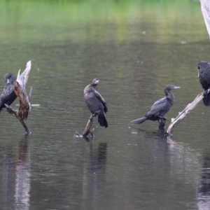 Phalacrocorax sulcirostris at Greenway, ACT - 30 Nov 2021 12:24 PM