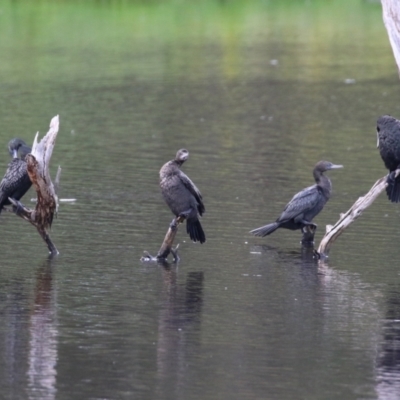 Phalacrocorax sulcirostris (Little Black Cormorant) at Greenway, ACT - 30 Nov 2021 by RodDeb