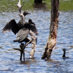 Phalacrocorax sulcirostris at Greenway, ACT - 30 Nov 2021 12:24 PM