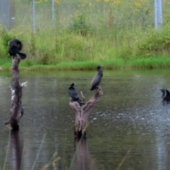 Phalacrocorax sulcirostris at Greenway, ACT - 30 Nov 2021 12:24 PM