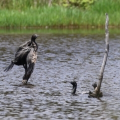 Phalacrocorax sulcirostris at Greenway, ACT - 30 Nov 2021 12:24 PM