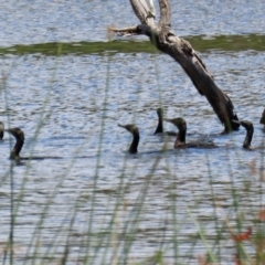 Phalacrocorax sulcirostris at Greenway, ACT - 30 Nov 2021 12:24 PM