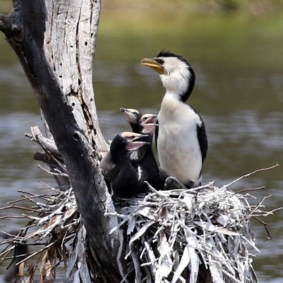 Microcarbo melanoleucos (Little Pied Cormorant) at Greenway, ACT - 30 Nov 2021 by RodDeb