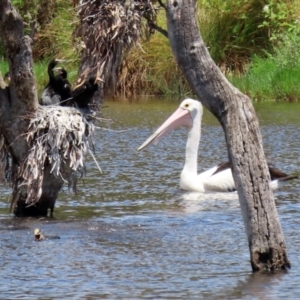 Pelecanus conspicillatus at Greenway, ACT - 30 Nov 2021