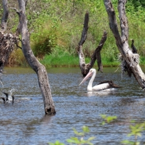 Pelecanus conspicillatus at Greenway, ACT - 30 Nov 2021