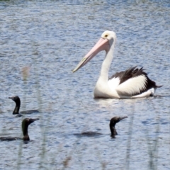 Pelecanus conspicillatus at Greenway, ACT - 30 Nov 2021 12:49 PM