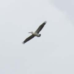 Pelecanus conspicillatus at Greenway, ACT - 30 Nov 2021 12:49 PM