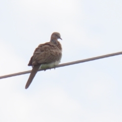 Spilopelia chinensis (Spotted Dove) at Greenway, ACT - 30 Nov 2021 by RodDeb