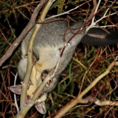 Trichosurus vulpecula (Common Brushtail Possum) at Macarthur, ACT - 29 Nov 2021 by RodDeb