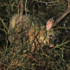 Trichosurus vulpecula at Macarthur, ACT - 30 Nov 2021