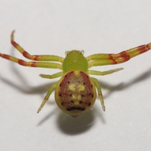 Lehtinelagia sp. (genus) at Evatt, ACT - 30 Nov 2021