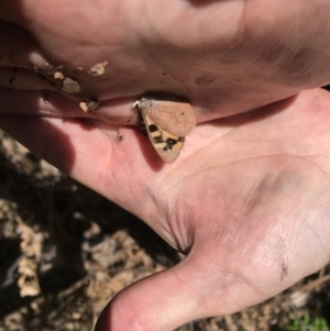 Argynnina cyrila at Cotter River, ACT - 29 Nov 2021